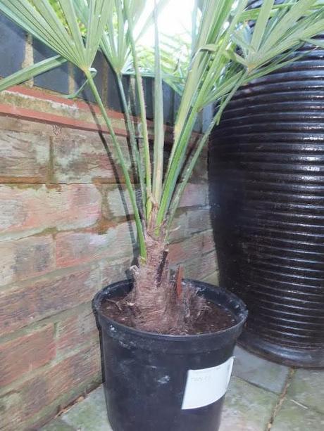 New Palms for the New Year