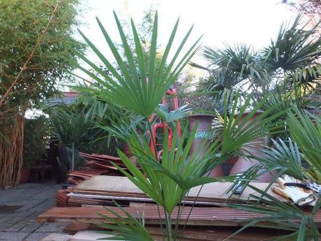 New Palms for the New Year