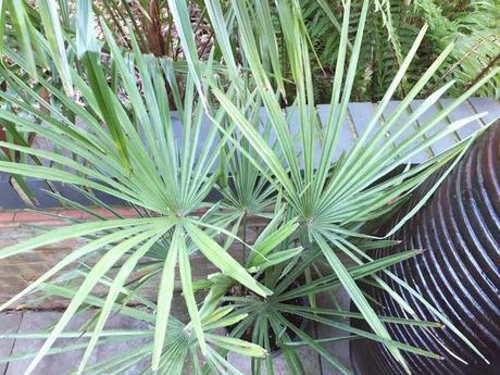 New Palms for the New Year