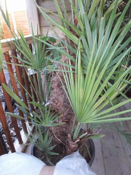 New Palms for the New Year