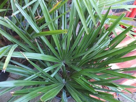 New Palms for the New Year