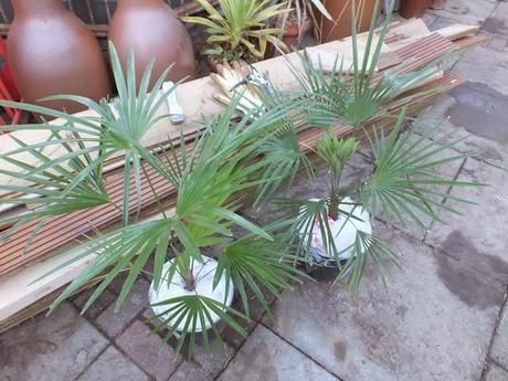New Palms for the New Year