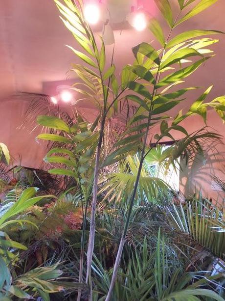 New Palms for the New Year