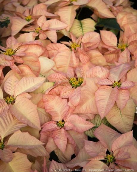 Soft Pink Poinsettias Cinnamon Star Poinsettia © 2013 Patty Hankins