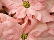 Soft Pink Poinsettias