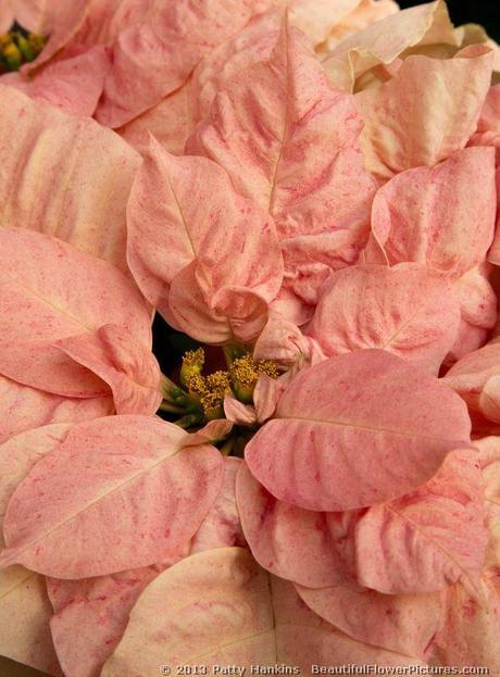 Soft Pink Poinsettias PER 1362 Poinsettia © 2013 Patty Hankins