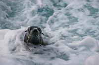 Mingling with seals in New Plymouth