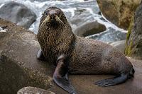 Mingling with seals in New Plymouth