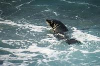 Mingling with seals in New Plymouth