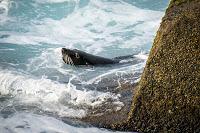 Mingling with seals in New Plymouth