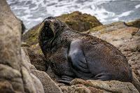 Mingling with seals in New Plymouth