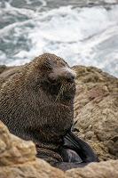 Mingling with seals in New Plymouth