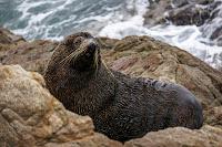 Mingling with seals in New Plymouth