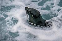 Mingling with seals in New Plymouth