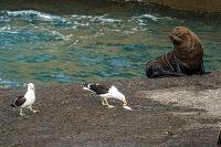 Mingling with seals in New Plymouth