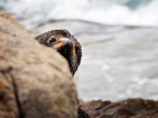 Mingling with seals in New Plymouth