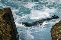 Mingling with seals in New Plymouth