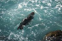 Mingling with seals in New Plymouth