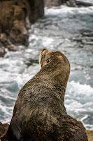 Mingling with seals in New Plymouth