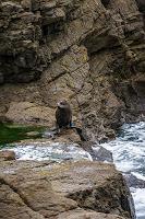 Mingling with seals in New Plymouth