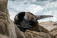 Mingling with seals in New Plymouth