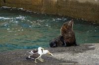 Mingling with seals in New Plymouth