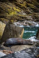 Mingling with seals in New Plymouth