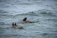 Mingling with seals in New Plymouth