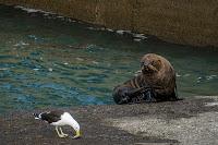 Mingling with seals in New Plymouth