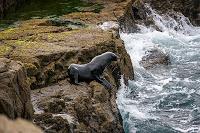 Mingling with seals in New Plymouth