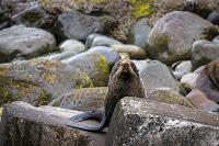 Mingling with seals in New Plymouth