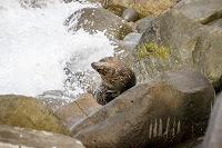 Mingling with seals in New Plymouth