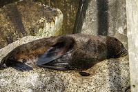 Mingling with seals in New Plymouth