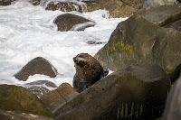 Mingling with seals in New Plymouth