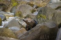 Mingling with seals in New Plymouth