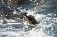 Mingling with seals in New Plymouth