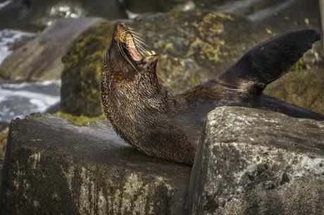 Mingling with seals in New Plymouth