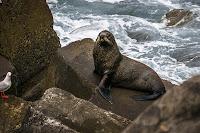 Mingling with seals in New Plymouth