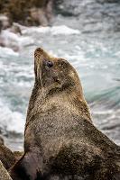 Mingling with seals in New Plymouth