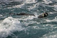 Mingling with seals in New Plymouth