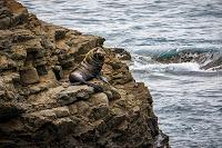 Mingling with seals in New Plymouth