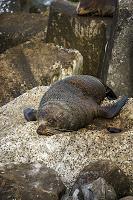 Mingling with seals in New Plymouth