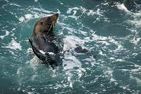 Mingling with seals in New Plymouth