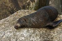 Mingling with seals in New Plymouth