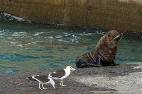 Mingling with seals in New Plymouth