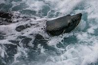 Mingling with seals in New Plymouth