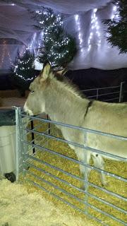 Christmas At Longdown Dairy Farm