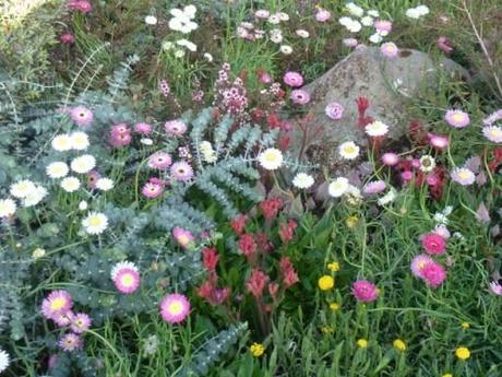 the sun brought out the flowers on this garden