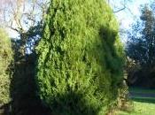 Thuja Occidentalis ‘Rheingold’