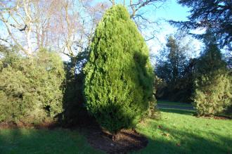 Thuja occidentalis 'Rheingold' (30/12/2013, Kew Gardens, London)